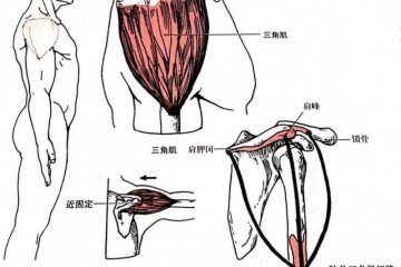 肩部包含多少肌肉怎么能练好这几个动作必定不能错失