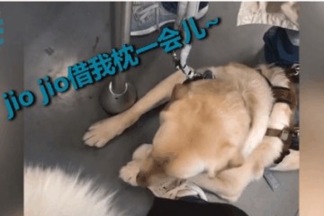 让导盲犬枕着脚歇息的小姐姐找到了这个小细节太暖心…